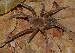 Ancylometes bogotensis