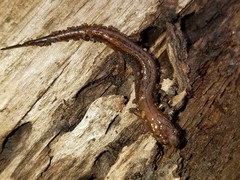 Desmognathus aeneus
