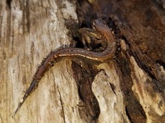 Desmognathus aeneus