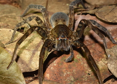 Ancylometes bogotensis