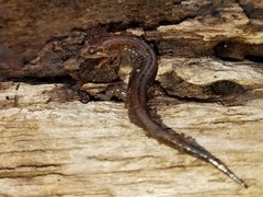 Desmognathus aeneus