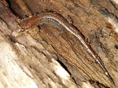 Desmognathus aeneus