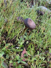 Entoloma edulis