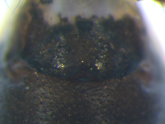 Microlinyphia sterilis