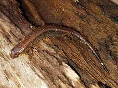 Desmognathus aeneus