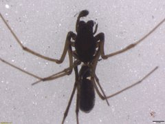 Microlinyphia sterilis