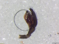 Microlinyphia sterilis