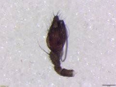 Microlinyphia sterilis