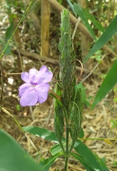 Eranthemum tetragonum