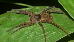 Ancylometes bogotensis