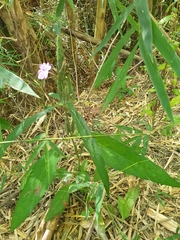 Eranthemum tetragonum