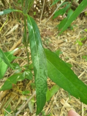 Eranthemum tetragonum
