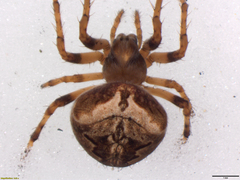 Neoscona kisangani