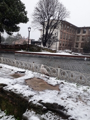 Larus