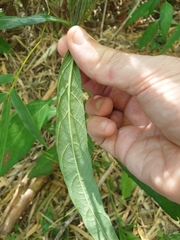 Eranthemum tetragonum