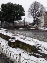Larus