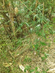 Eranthemum tetragonum
