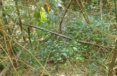 Eranthemum tetragonum