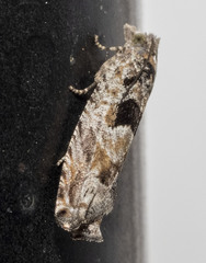 Pseudexentera hodsoni