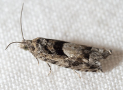 Pseudexentera hodsoni