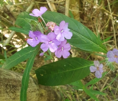 Eranthemum tetragonum