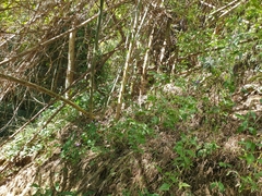 Eranthemum tetragonum