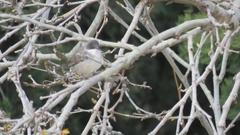 Curruca crassirostris