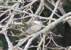 Curruca crassirostris