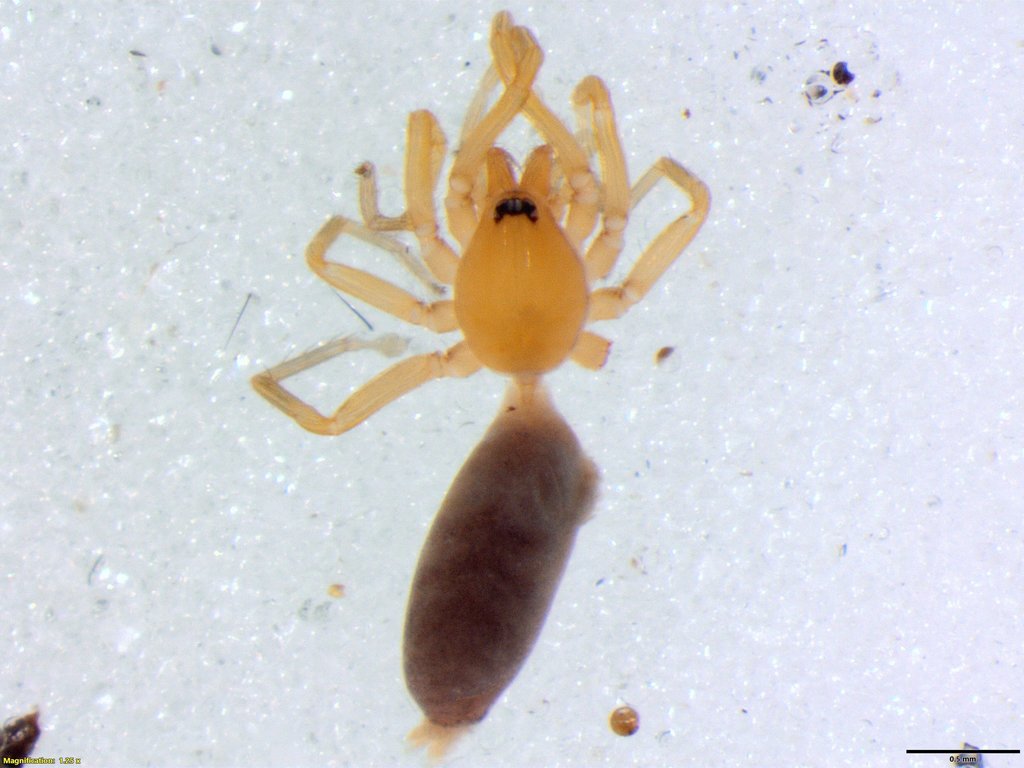 Afrilobus