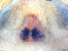 Pardosa crassipalpis