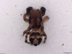 Pellenes bulawayoensis