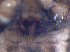 Pellenes bulawayoensis