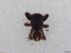 Pellenes geniculatus