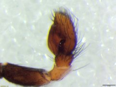 Pellenes geniculatus