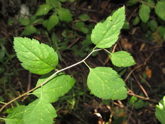 Spiraea chamaedryfolia