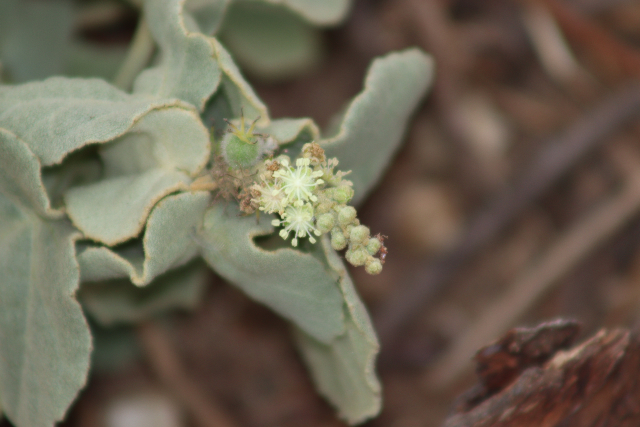 Croton tremulifolius