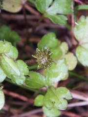 Ranunculus simulans