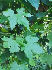 Ceratiosicyos laevis