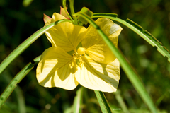 Ludwigia longifolia