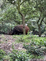 Tragelaphus eurycerus