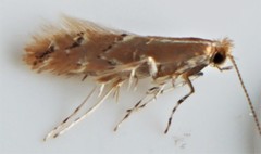 Cremastobombycia solidaginis