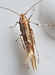 Cremastobombycia solidaginis