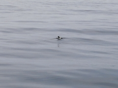 Pelecanoides garnotii