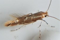 Cremastobombycia solidaginis