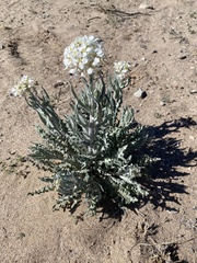 Dimorphocarpa wislizeni