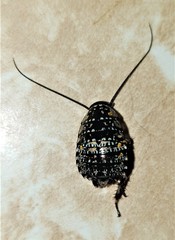 Cartoblatta pulchra