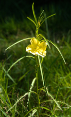 Ludwigia longifolia