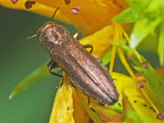 Agrilus hyperici