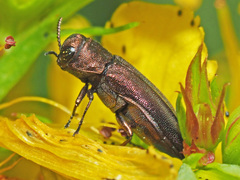 Agrilus hyperici
