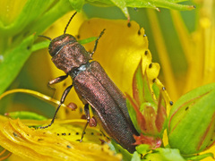 Agrilus hyperici